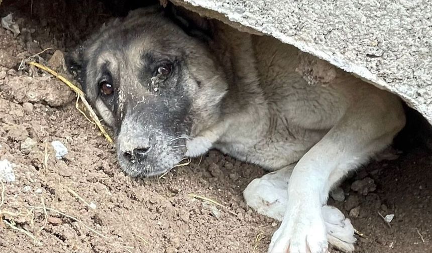 Mahsur kalan köpek itfaiye tarafından kurtarıldı
