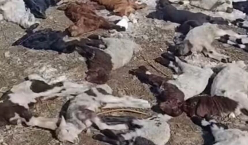 Ahırda çıkan yangında çok sayıda hayvan öldü