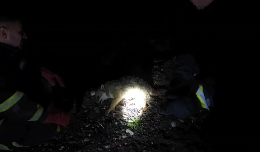 Batman'da tilki, kendisine çarpan aracın tamponuna sıkıştı