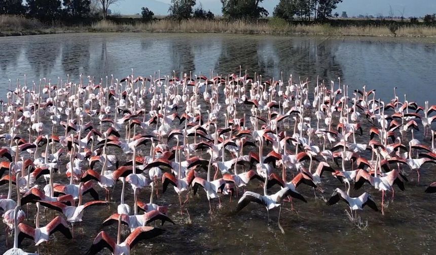 Büyük Menderes'te taşkın: Su altında kalan tarlalara flamingolar akın etti