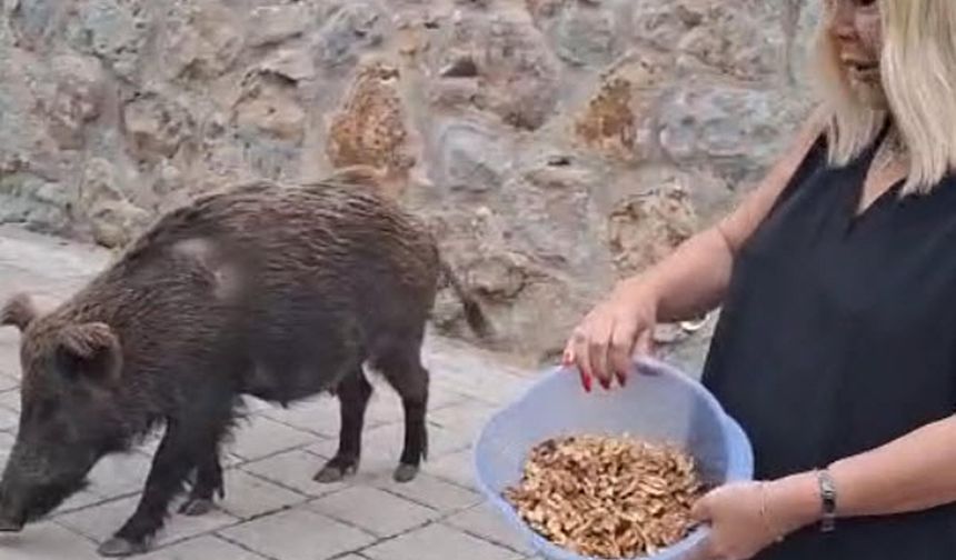 Safiye Soyman, Sürpriz Misafirini Cevizle Besledi