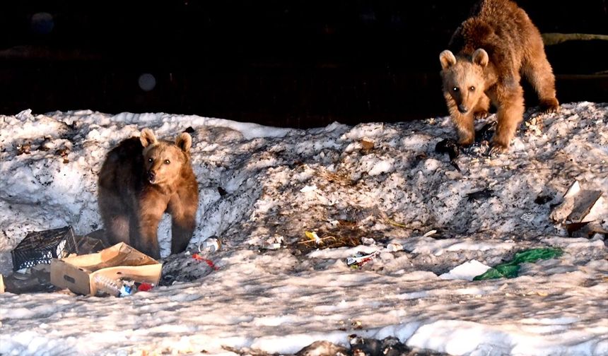 Sarıkamış'ta bozayılar kış uykusundan uyanmaya başladı