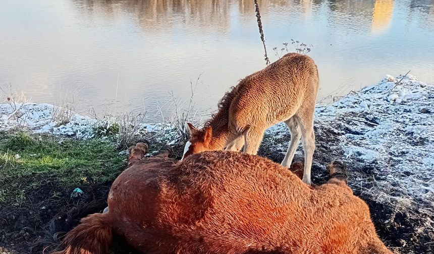 Ardahan'da tay, ölen annesinin başından ayrılmadı