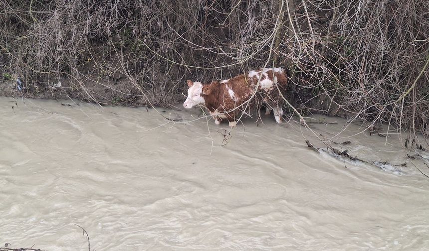 Dereye düşen 6 aylık buzağıyı köylüler kurtardı