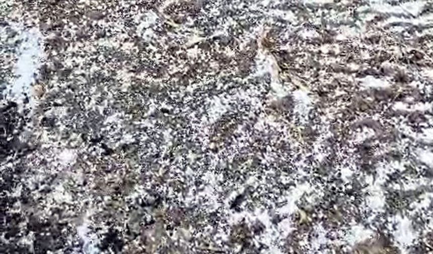 Edirne'de dolu yağışı etkili oldu