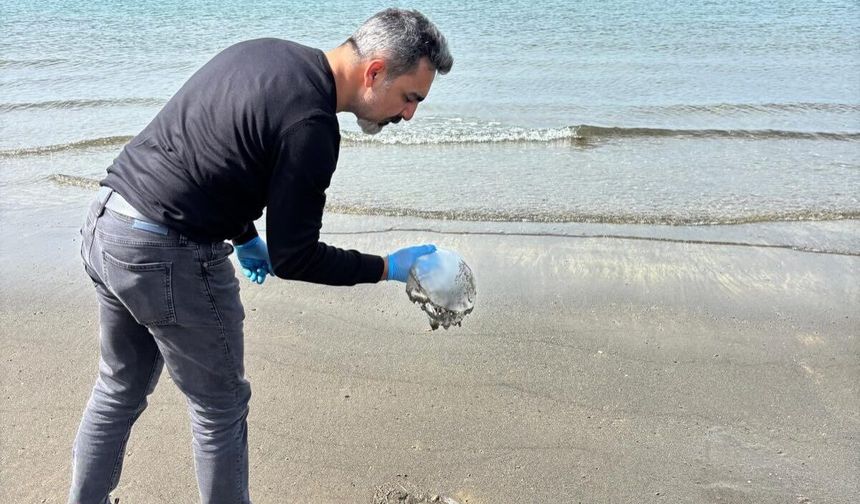 Hatay'da denizanası yoğunluğu