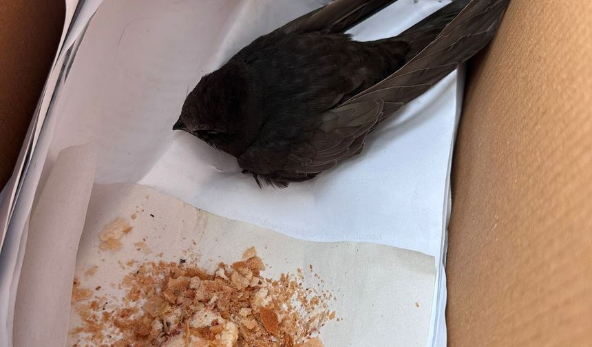 Öğrencilerin bitkin halde bulduğu ebabil kuşu, koruma altına alındı