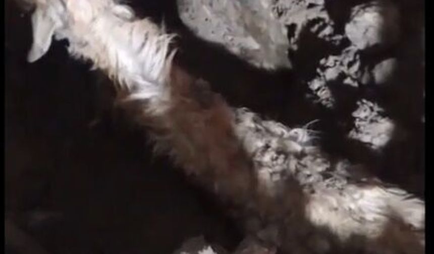 Sağanak nedeniyle ağıl çöktü: 6 keçi öldü