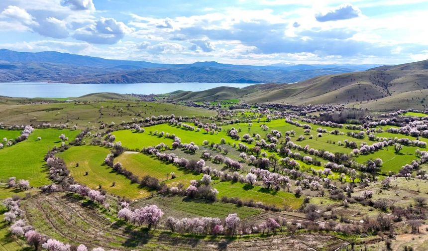 Tunceli'de çiçek açan badem ağaçları havadan görüntülendi