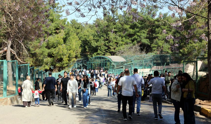 Türkiye'de doğan ilk zürafanın ismi sosyal medyada belli olacak