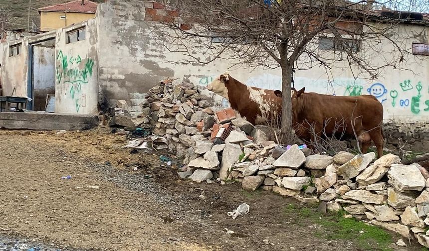 Yozgat'ta ahırın çatısı çöktü: 6 büyükbaş kurtarıldı!