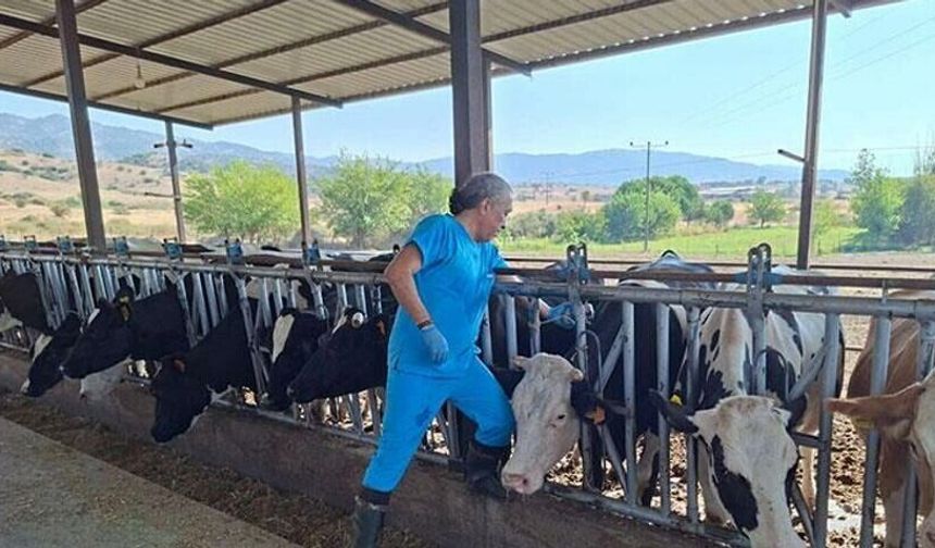 Aydın'da şap hastalığı paniği