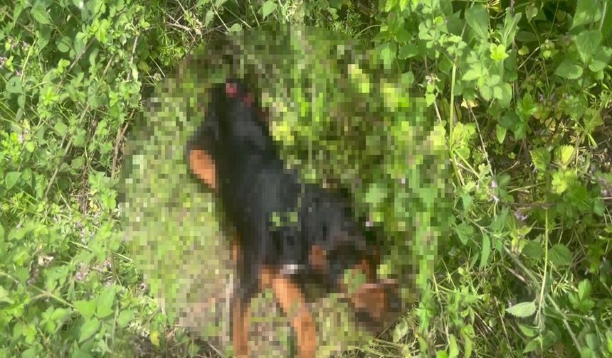 Köpeği demir çubukla öldüren zanlı tutuklandı