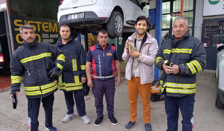 Otomobilin motoruna giren kediyi sanayide çıkardılar
