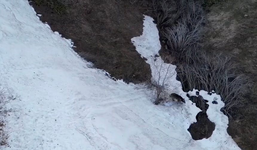 Şavşat’ın yamaçlarında bozayı şovu