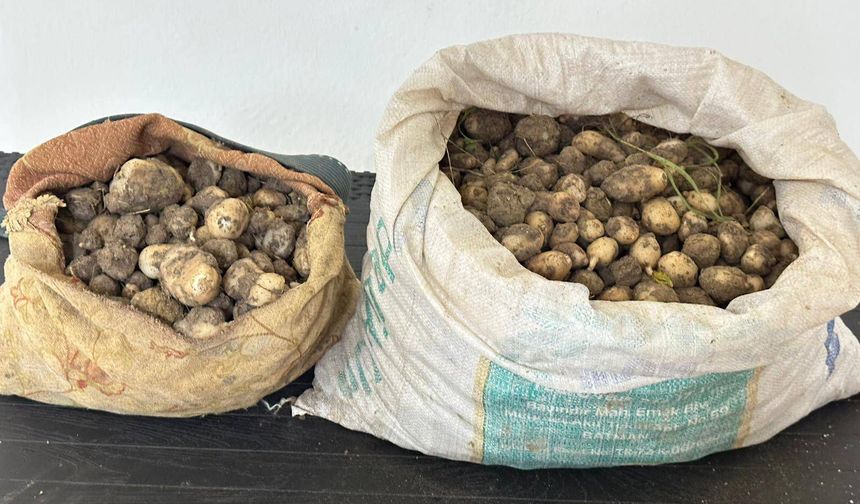 Tunceli’de 31 kilo salep yumrusu ele geçirildi