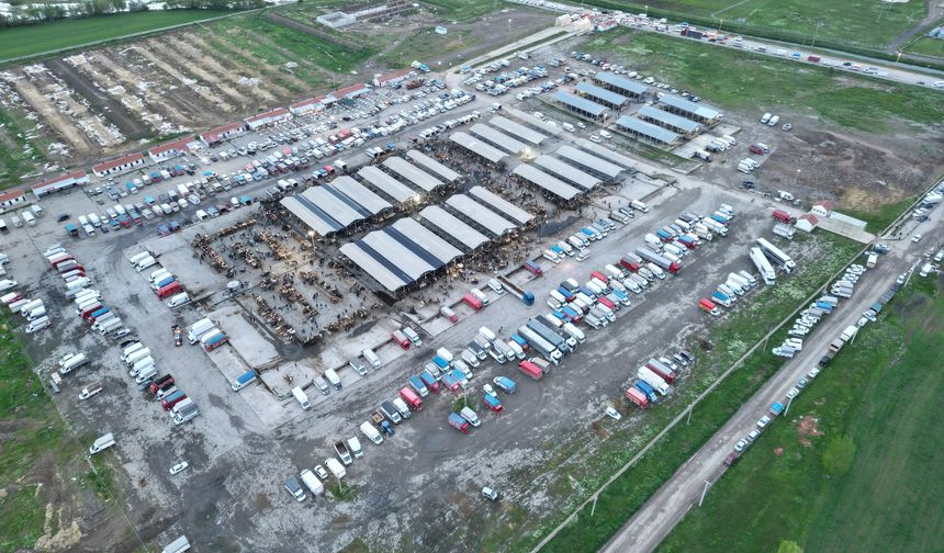 Türkiye'nin En Büyük Canlı Hayvan Pazarında Kurban Bayramı Telaşı