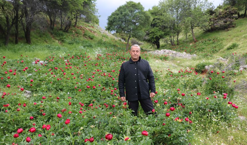 Afyonkarahisar'da Bu Gülü Kopartan Yandı! Cezası Dudak Uçuklattı!