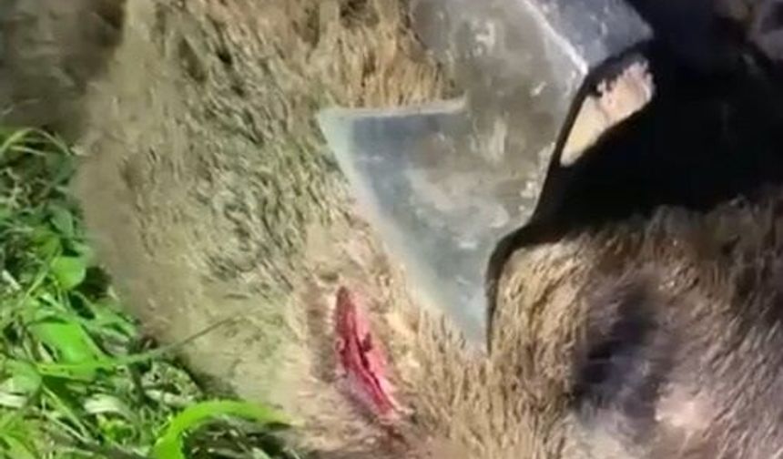 Artvin'de Kendisine Saldıran Ayıyı Nacakla Öldürdü
