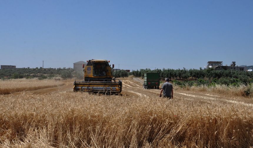 Gaziantep'te Buğday ve Arpa Hasadı