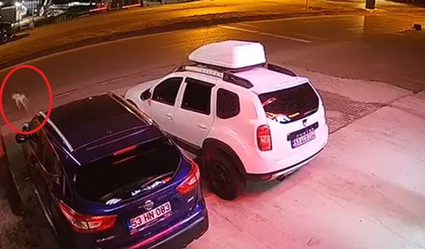 Köpeğe çarpmamak için manevra yapan sürücü hayatını kaybetti