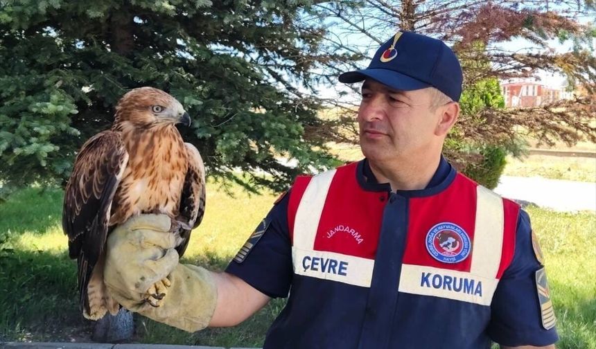Yozgat'ta yaralı şahin bulundu