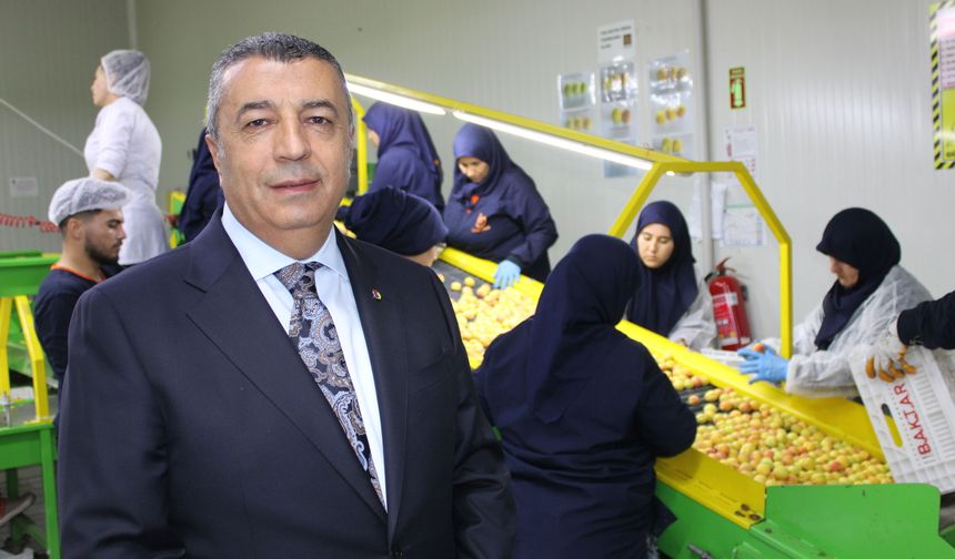 Kayısılar Malatya'dan Avrupa'ya ihraç ediliyor