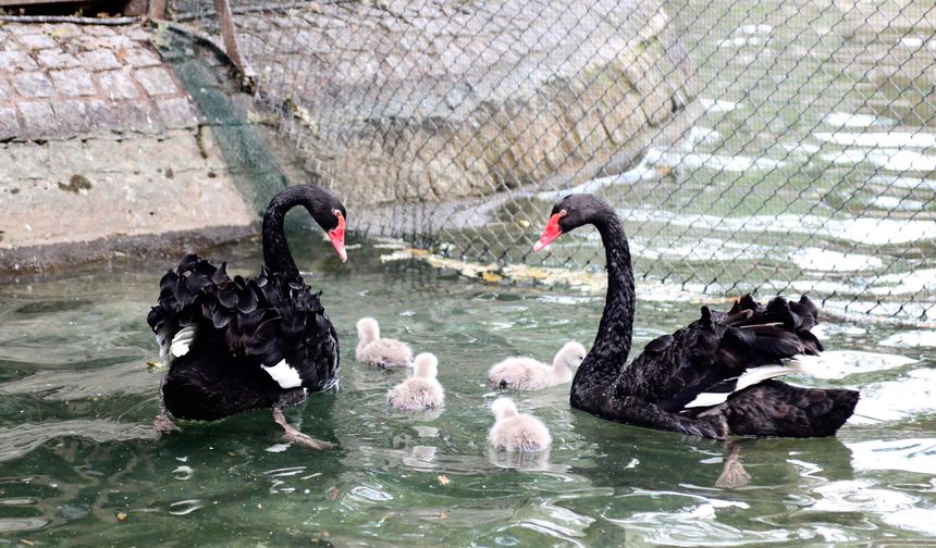 Kuğulu Park'ın yeni misafirleri: Dört yavru kuğu