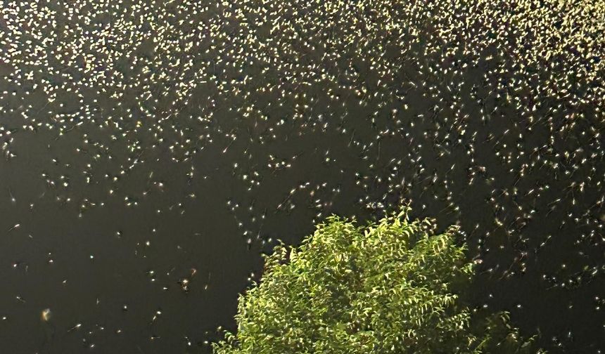 Kelebeklerin 'Ölüm Dansı' Devam Ediyor
