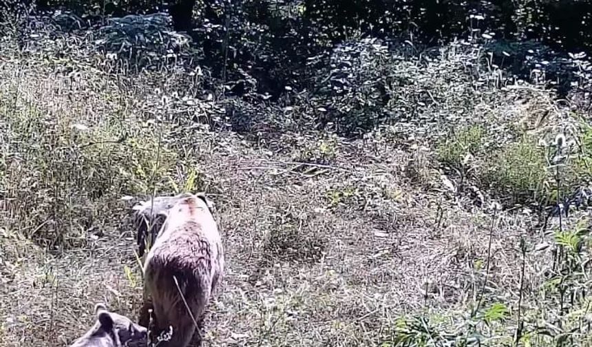 Tarlasına Kurduğu Fotokapanla Yaban Hayatı Gözlemledi