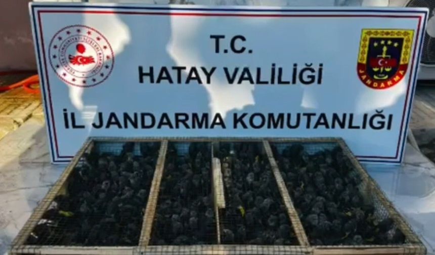 Traktörün römorkunda 2 bin bini aşkın saka aele geçirildi