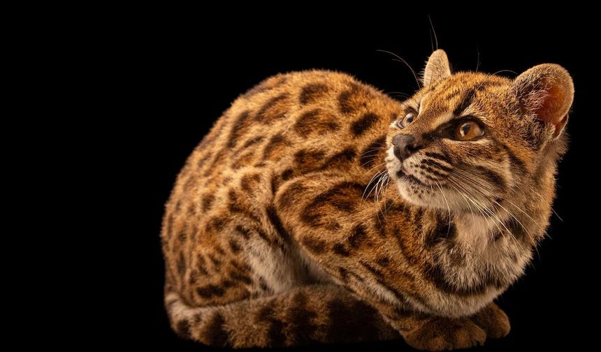 “Tuhaf görünümlü bir kedi” ihbarı bilim dünyasını şaşırttı: 100 yıl sonra bir ilk