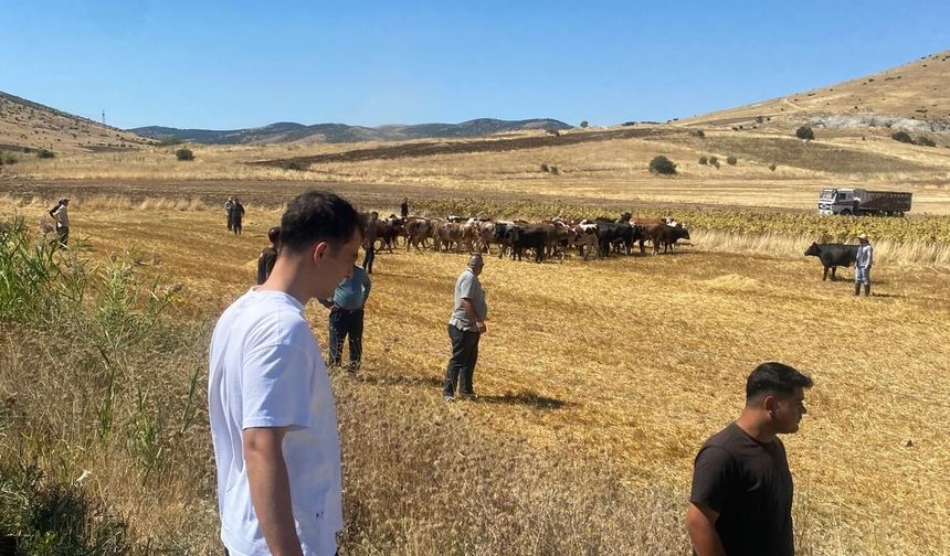 Kırşehir'de hayvan yüklü TIR devrildi: 4 büyükbaş hayvan öldü