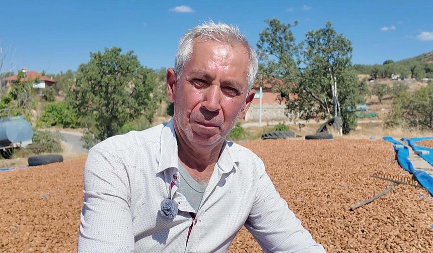 Manisa'da badem hasadı başladı!