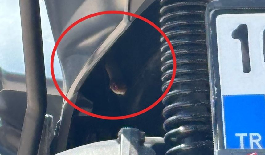 Motosiklete giren yılan paniğe neden oldu
