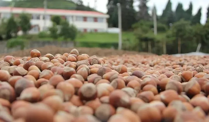 Ordu ve Giresun'daki fındık üretimine denetim