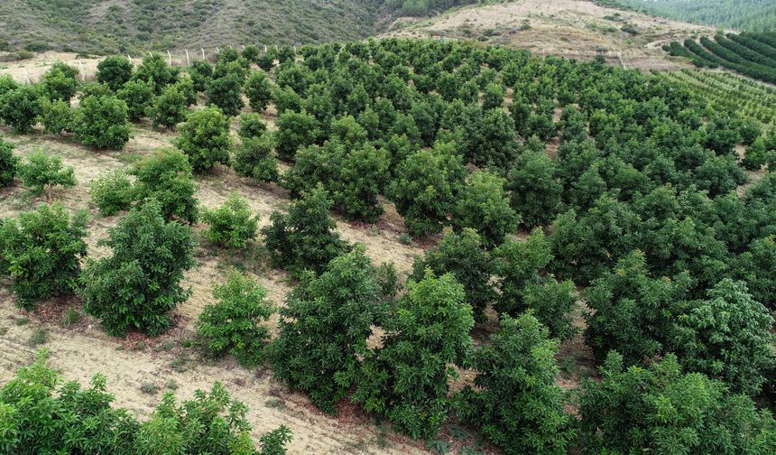 Adana’da avokado hasadı sürüyor: Kilosu 110 TL’ye düştü