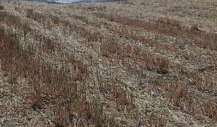 Mudurnu’da anız yangını ormana sıçradı