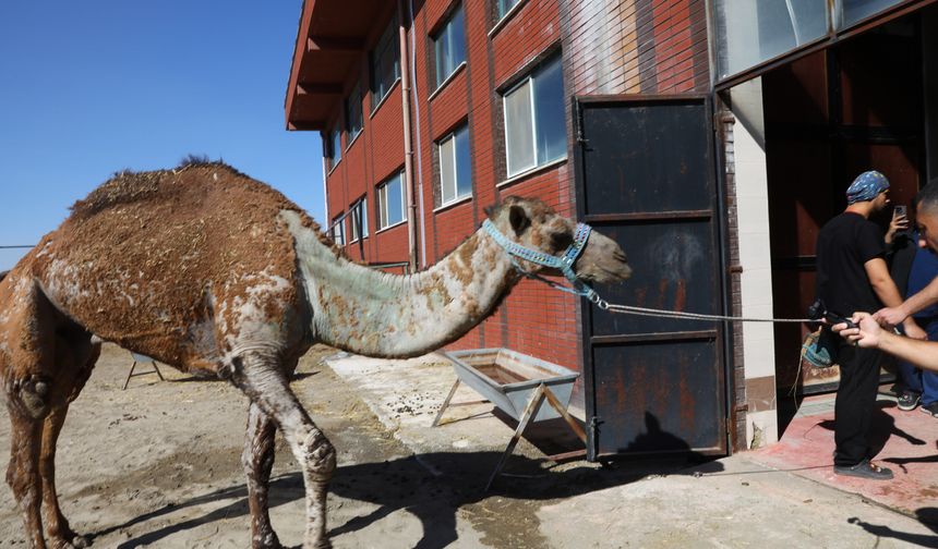 Türkiye’de Bir İlk: 7 Yaşındaki Deveye Kök Hücre Tedavisi!