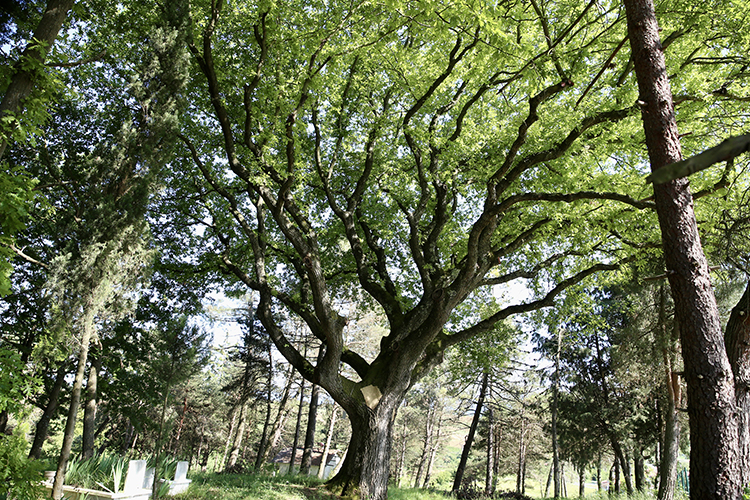 Çevre Haftası 2
