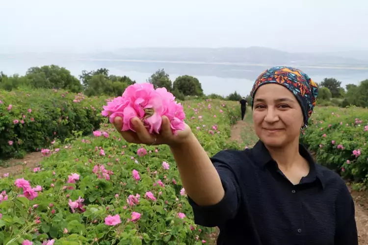 Gül