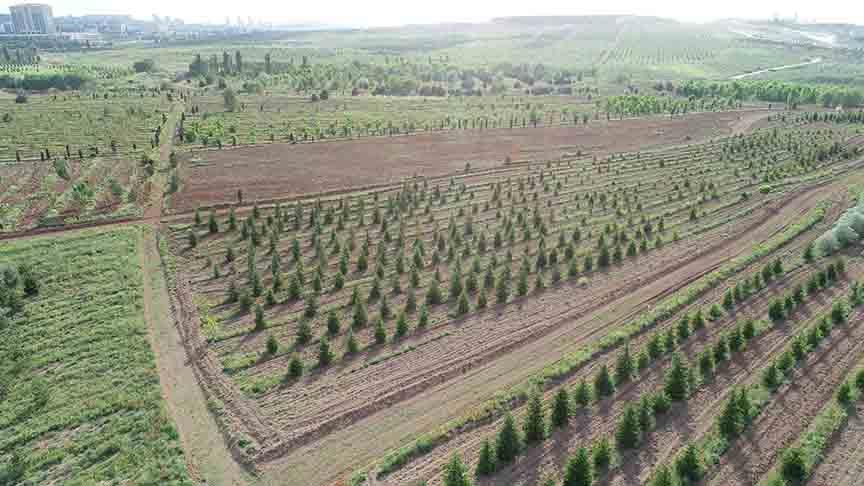 Atatürk Orman Çiftliği 1-1