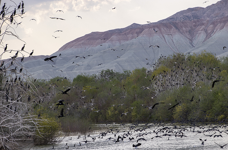 Nallıhan Kuş Cenneti