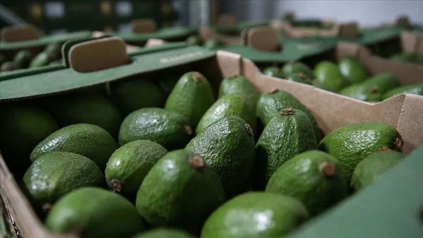 Avokado 1