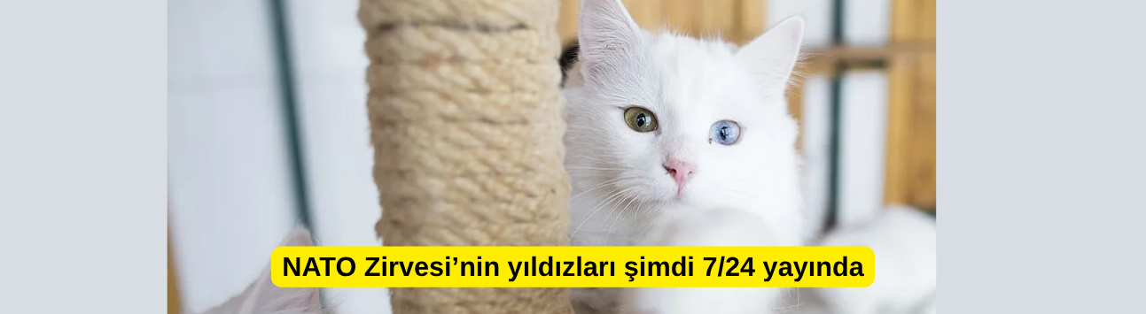 NATO Zirvesi’nin yıldızları şimdi 7/24 yayında